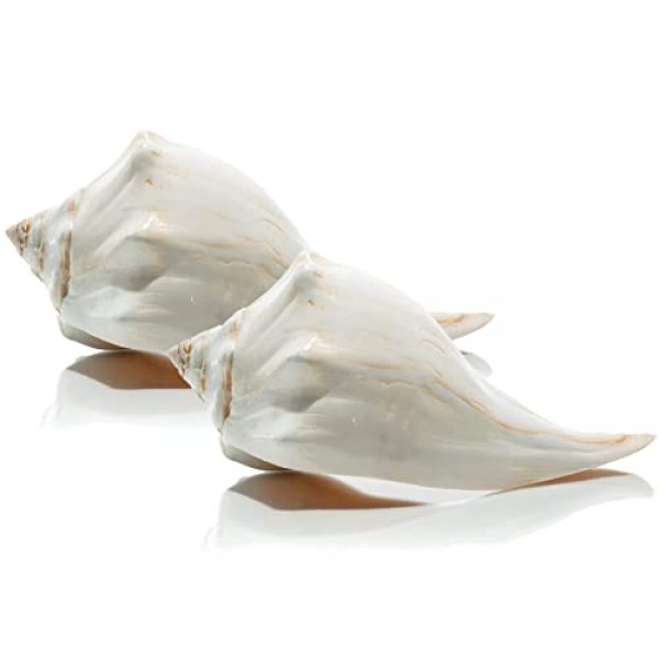 대서양 고래 바다 셸 | 세련된 대서양 고래 6-7