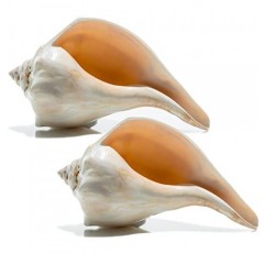 대서양 고래 바다 셸 | 세련된 대서양 고래 6-7